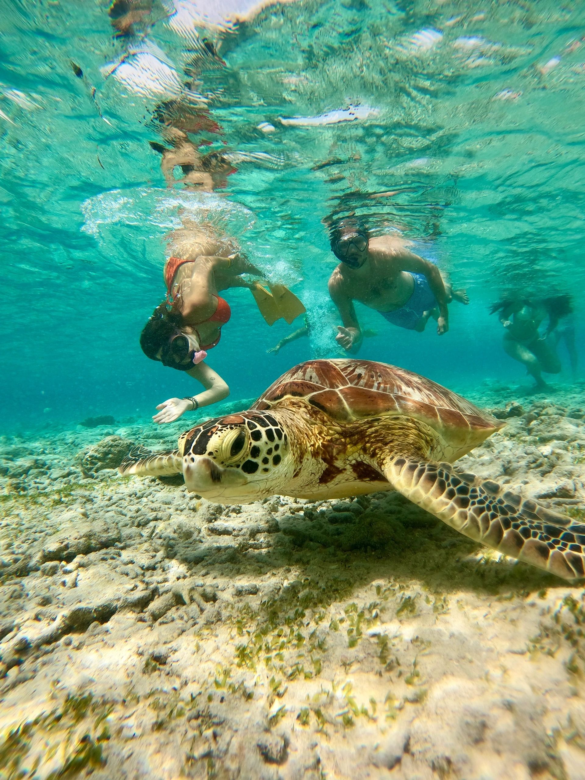 Sea turtle swimming in crystal clear water